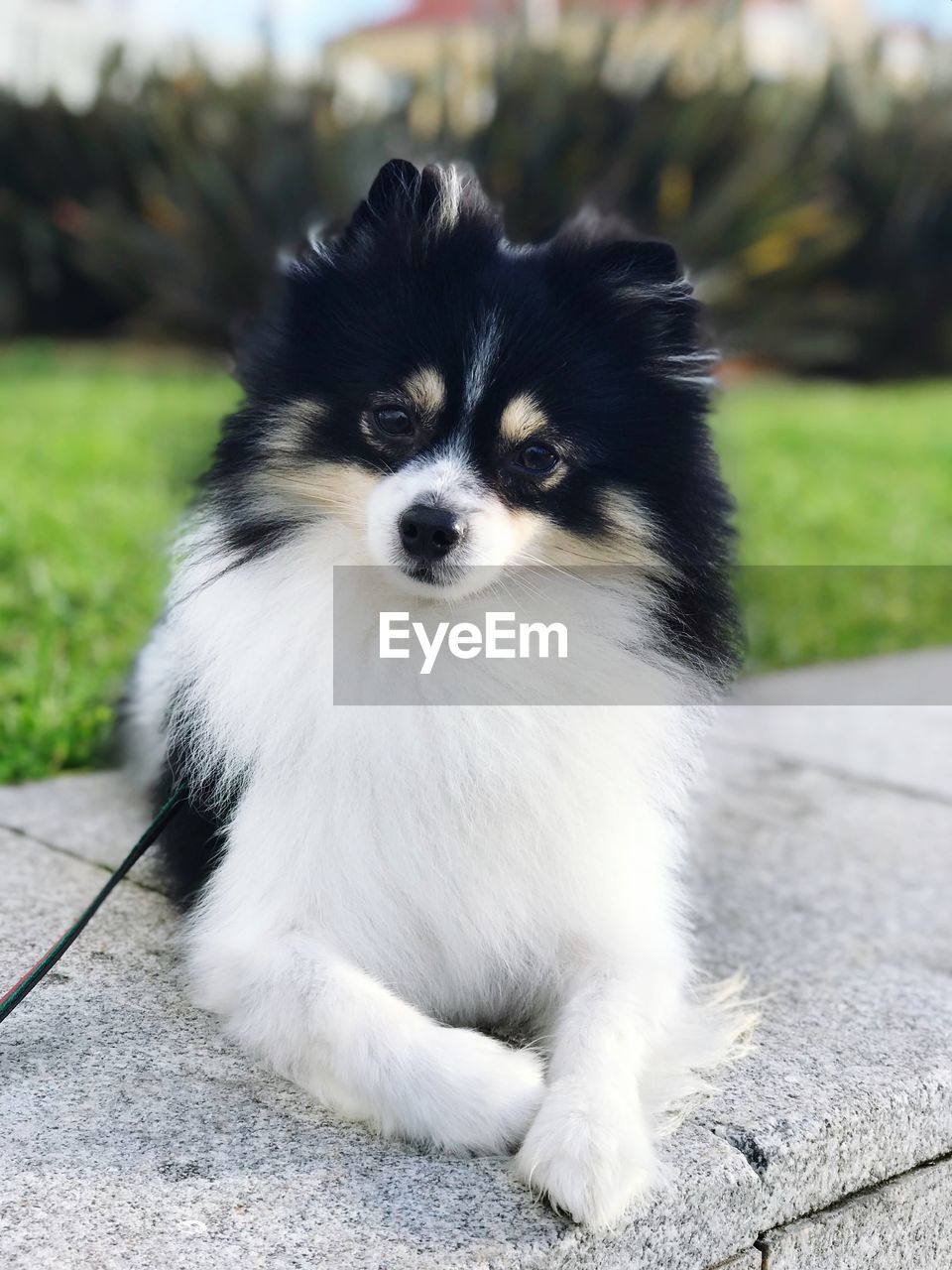 PORTRAIT OF CUTE PUPPY ON OUTDOORS