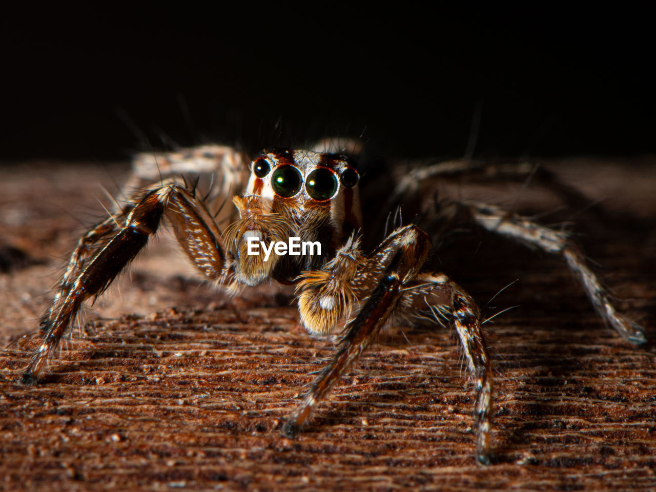 CLOSE-UP OF SPIDER