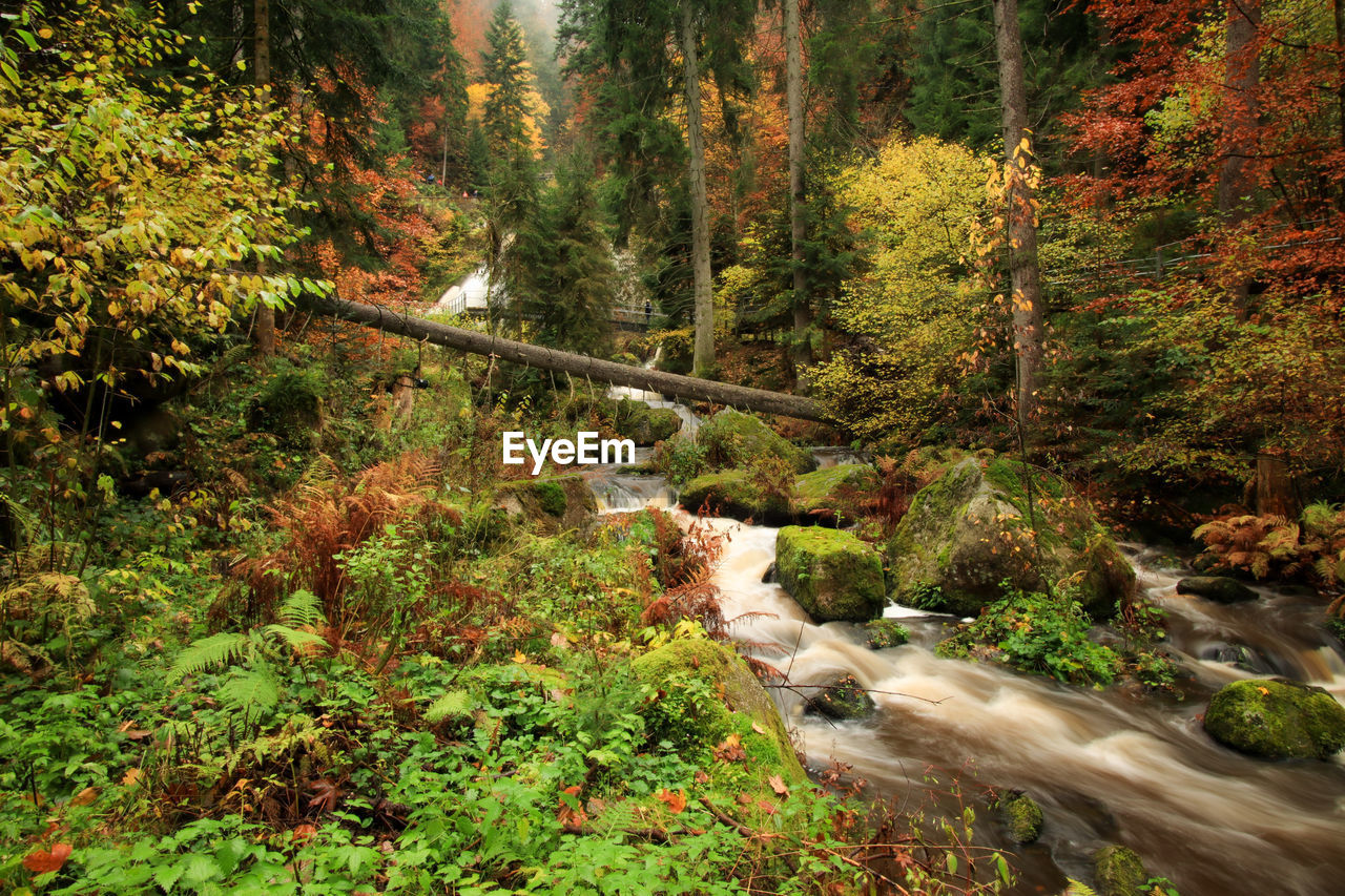 STREAM FLOWING AMIDST TREES IN FOREST