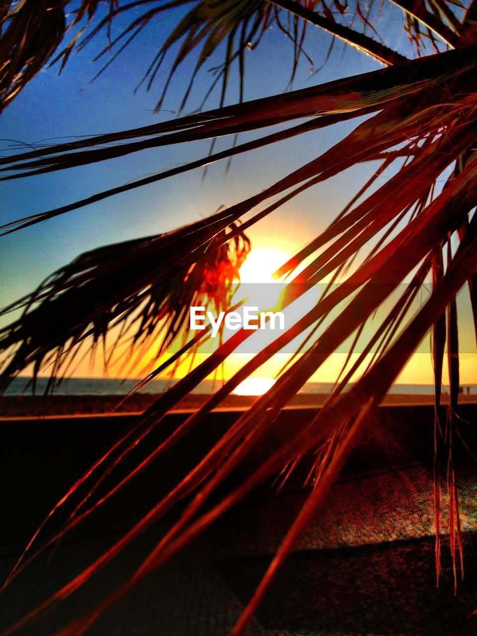 LOW ANGLE VIEW OF PALM TREES AT SUNSET