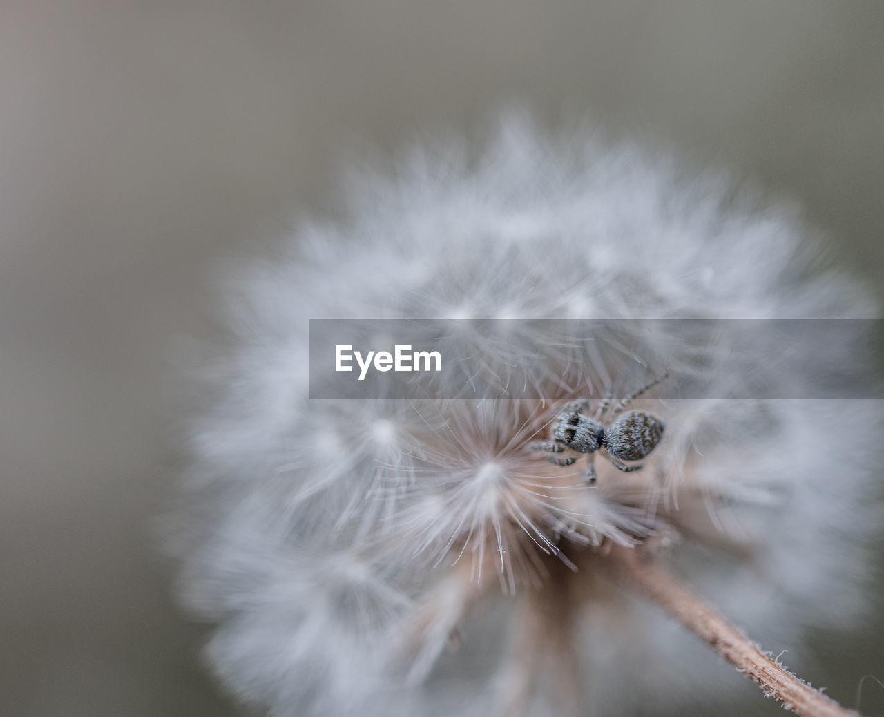 CLOSE-UP OF DANDELION ON FLOWER