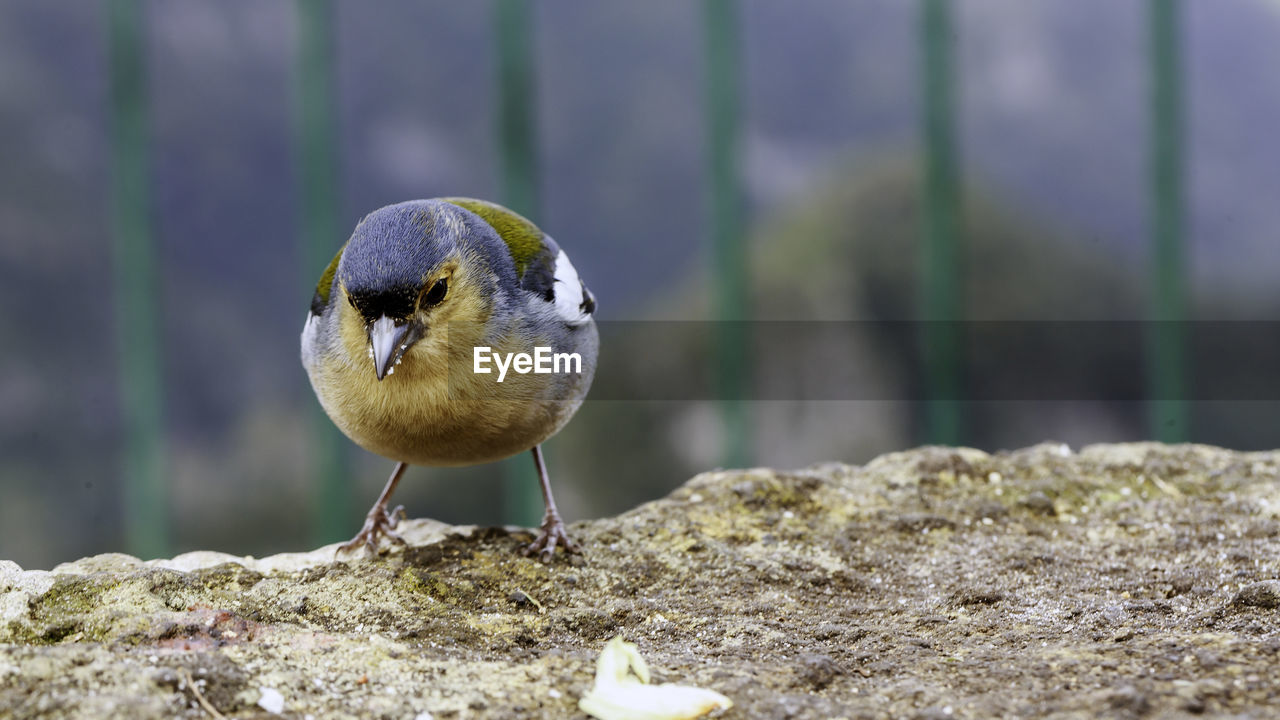 Bird perching on rock