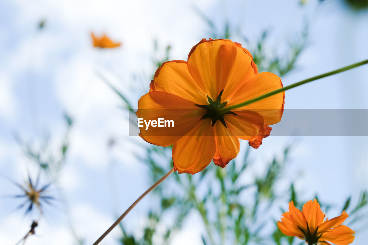 Low angle view of orange cosmos flower