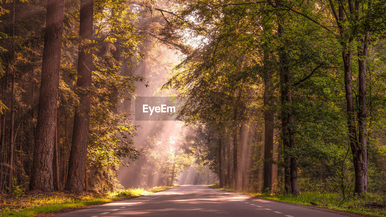 Road amidst trees in forest