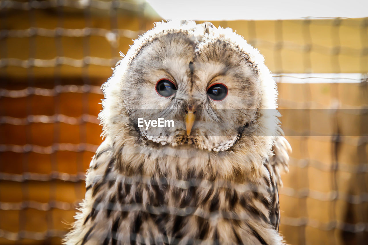 CLOSE-UP PORTRAIT OF OWL