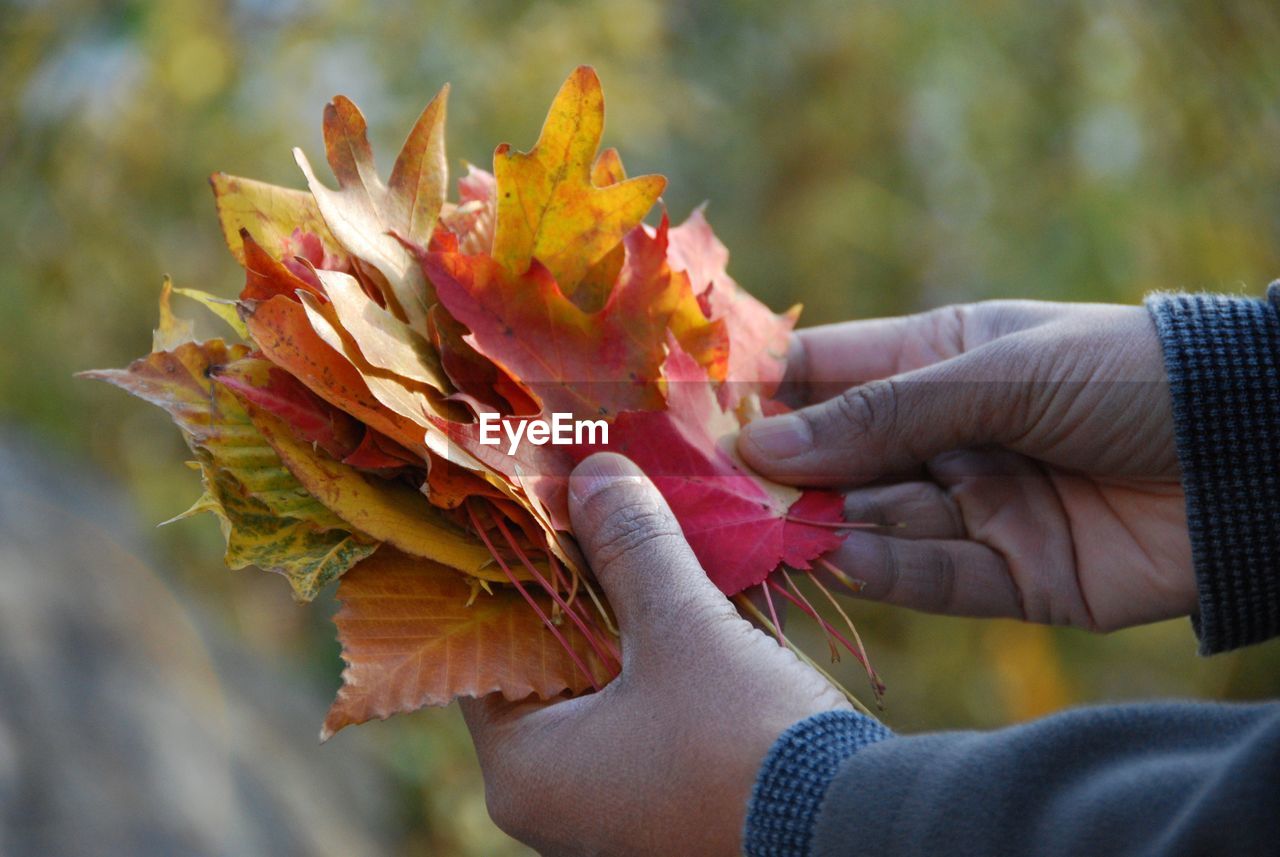 Cropped hands holding leaves during autumn