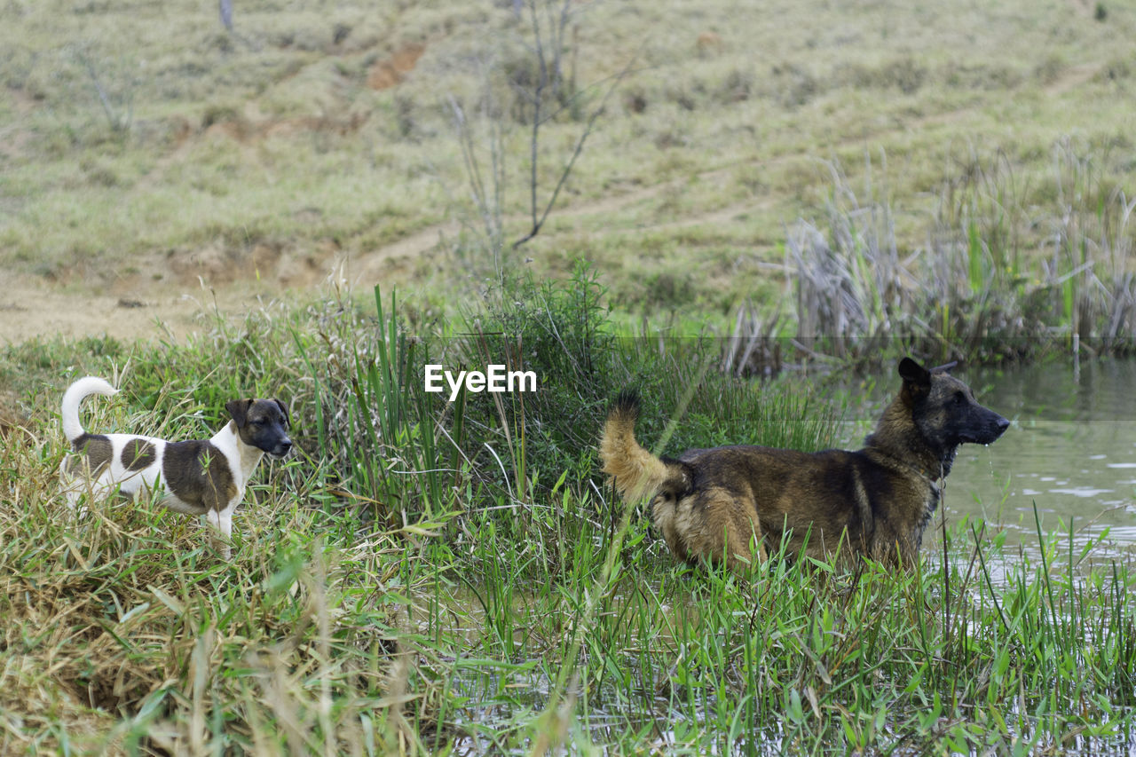 animal themes, animal, grass, plant, group of animals, mammal, dog, wildlife, animal wildlife, pet, field, nature, no people, land, young animal, day, green, domestic animals, prairie, growth, two animals, outdoors, bird