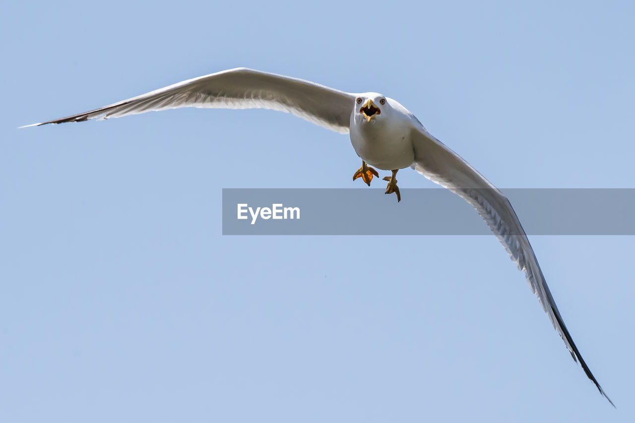 animal themes, animal, animal wildlife, bird, wildlife, flying, one animal, animal body part, beak, sky, seabird, spread wings, gull, clear sky, nature, no people, blue, mid-air, copy space, wing, outdoors, motion, day, seagull, animal wing, sunny, full length