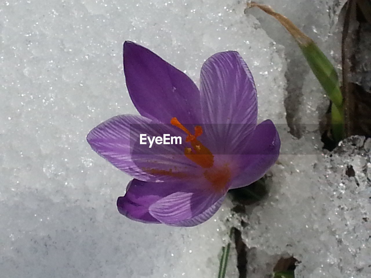 CLOSE-UP OF LOTUS FLOWER FLOATING IN WATER