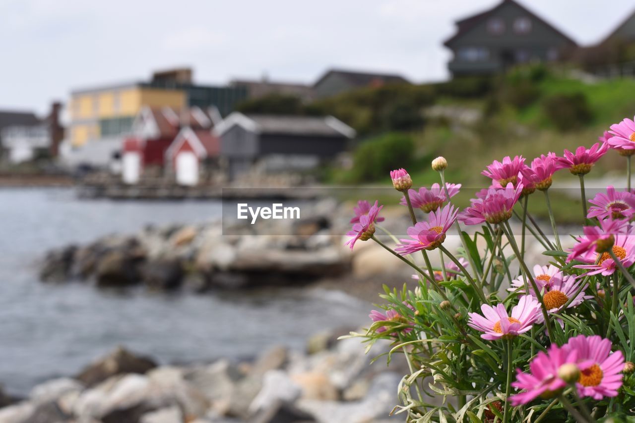 Pink flowering plants by rocks against building