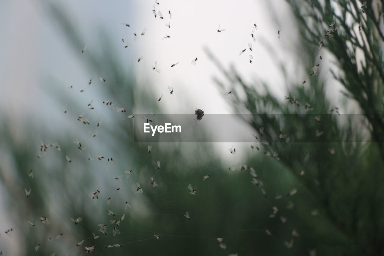 Close-up of insects trapped on spider web