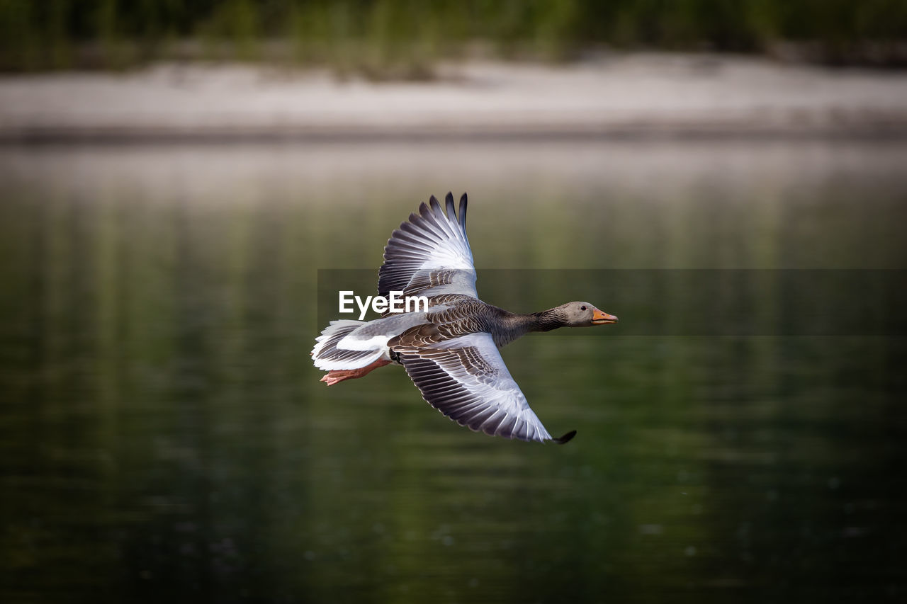 SEAGULL FLYING ABOVE A LAKE