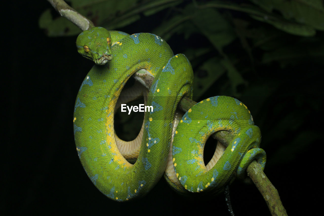 Close-up of green snake on branch against black background