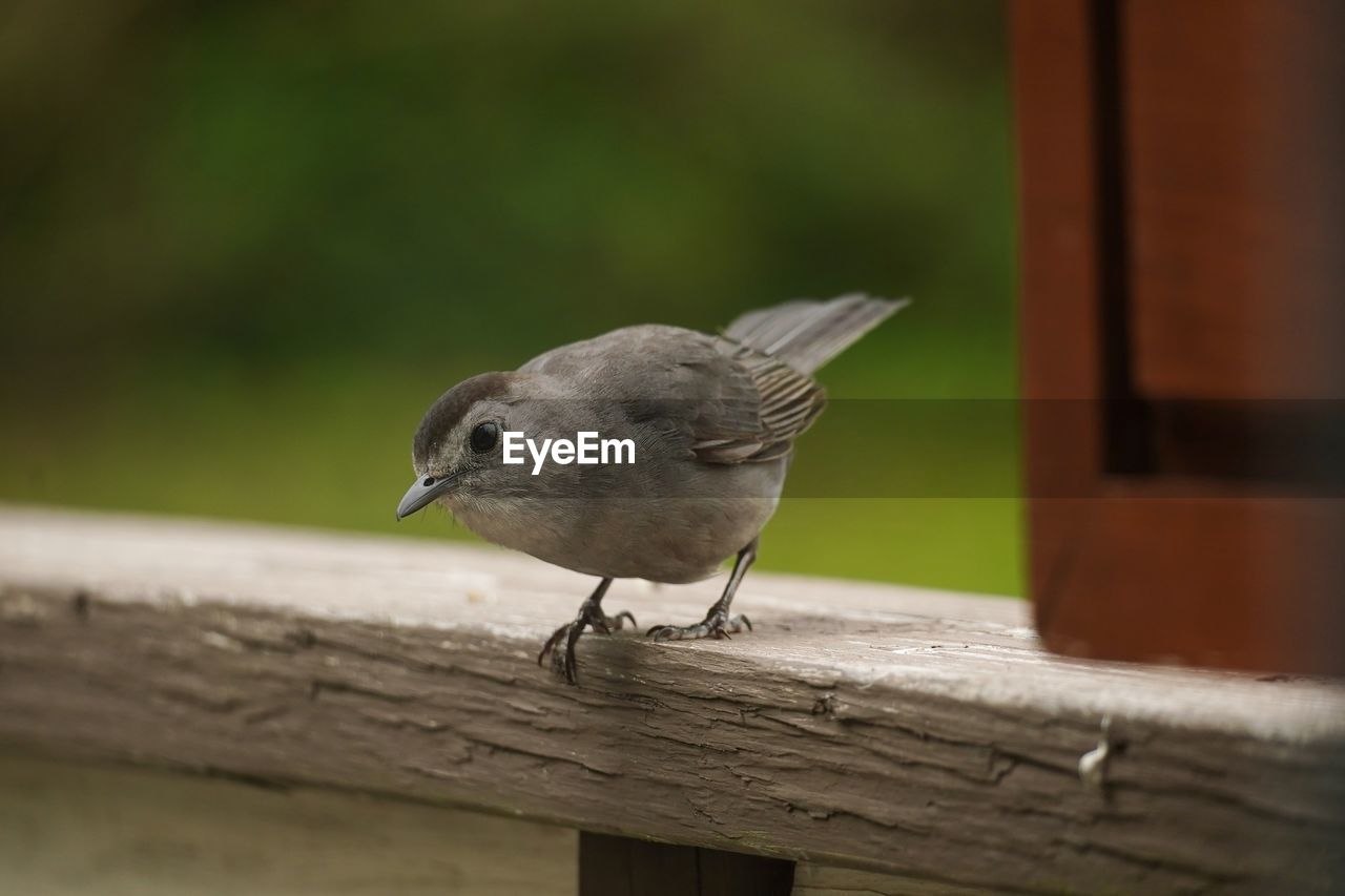 BIRD PERCHING ON WOODEN TABLE