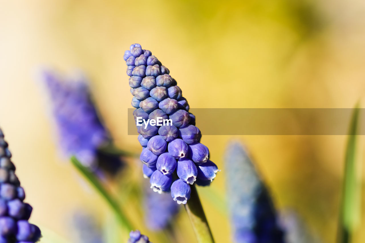 CLOSE-UP OF PURPLE BLUE FLOWER