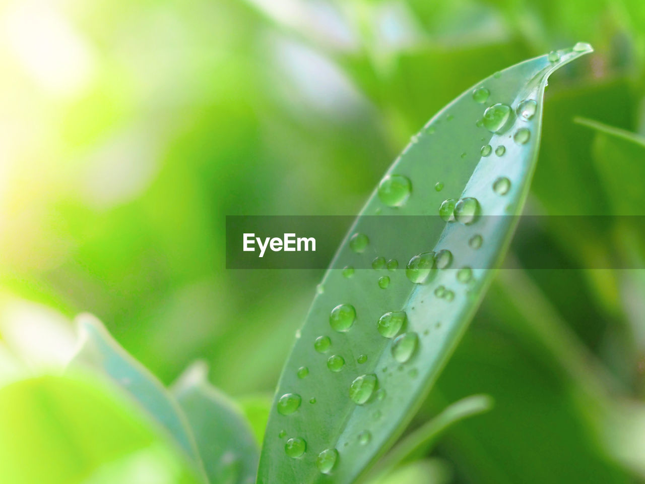 Close-up of raindrops on leaf