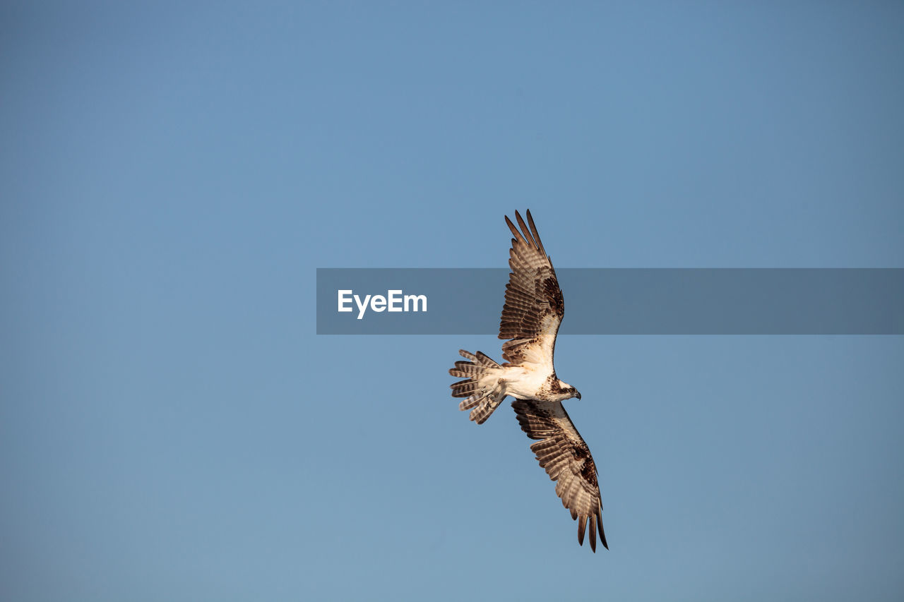 LOW ANGLE VIEW OF EAGLE FLYING AGAINST CLEAR SKY