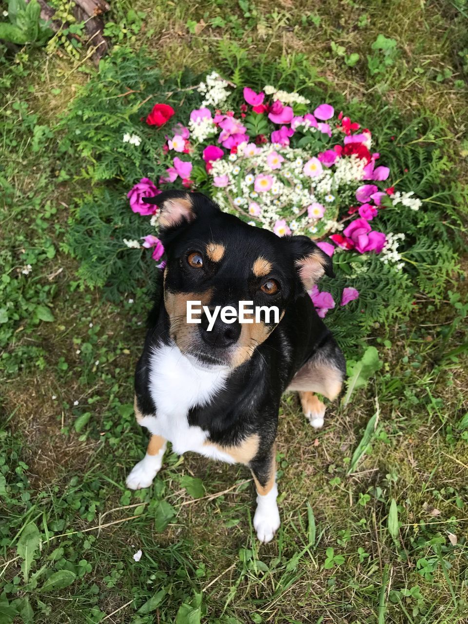 HIGH ANGLE VIEW OF A DOG IN FLOWER PLANTS