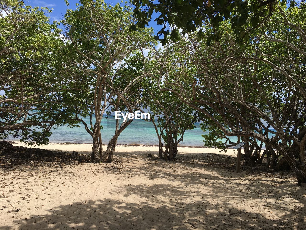 VIEW OF TREES ON BEACH