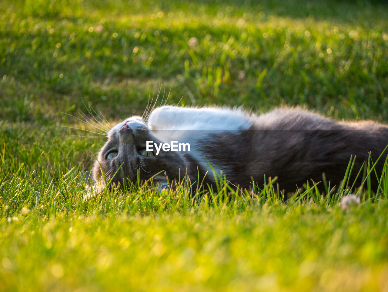 Close-up of dog lying on grass