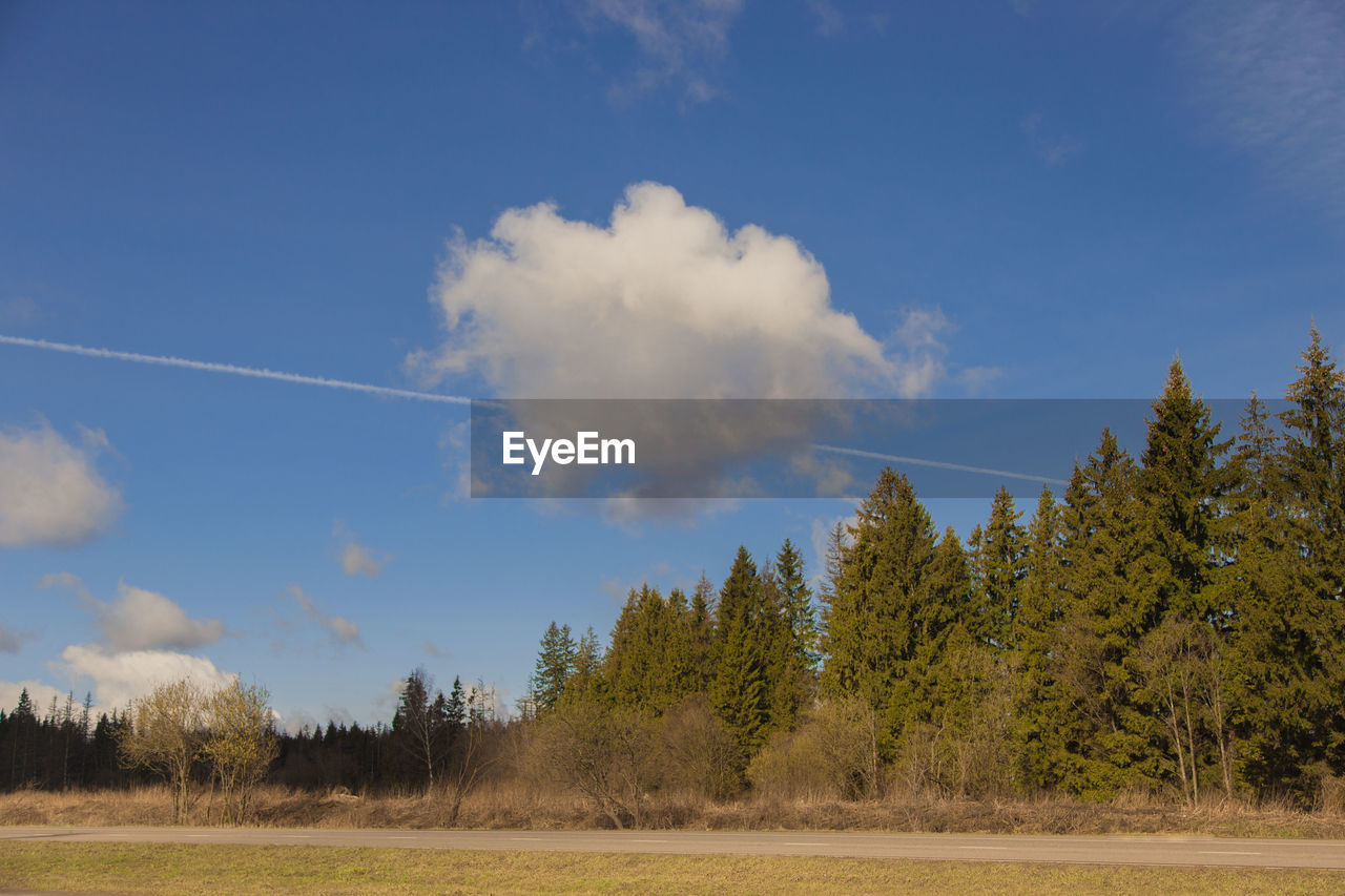 SCENIC VIEW OF TREES AGAINST SKY