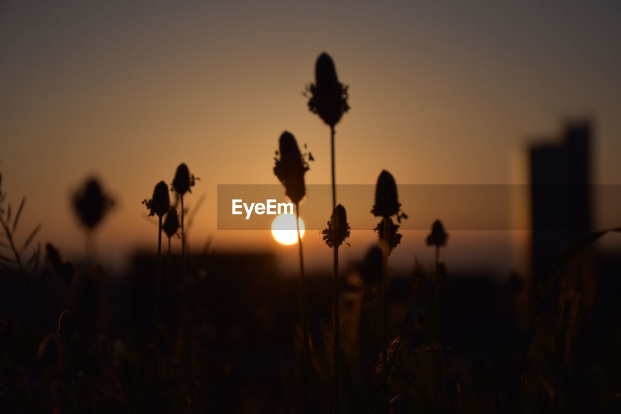 Silhouette plants growing on field against sky during sunset