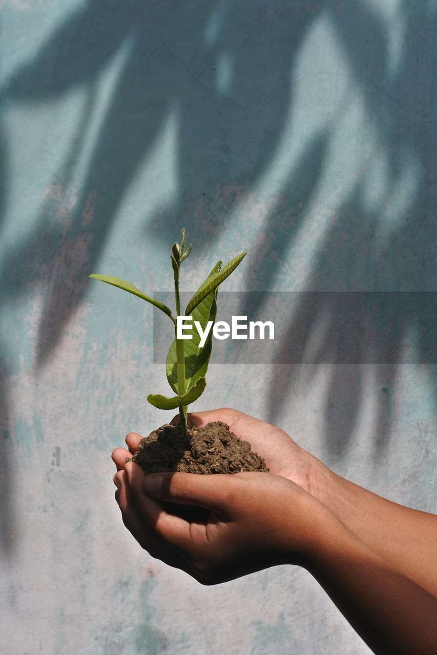 Cropped hands holding plant against wall