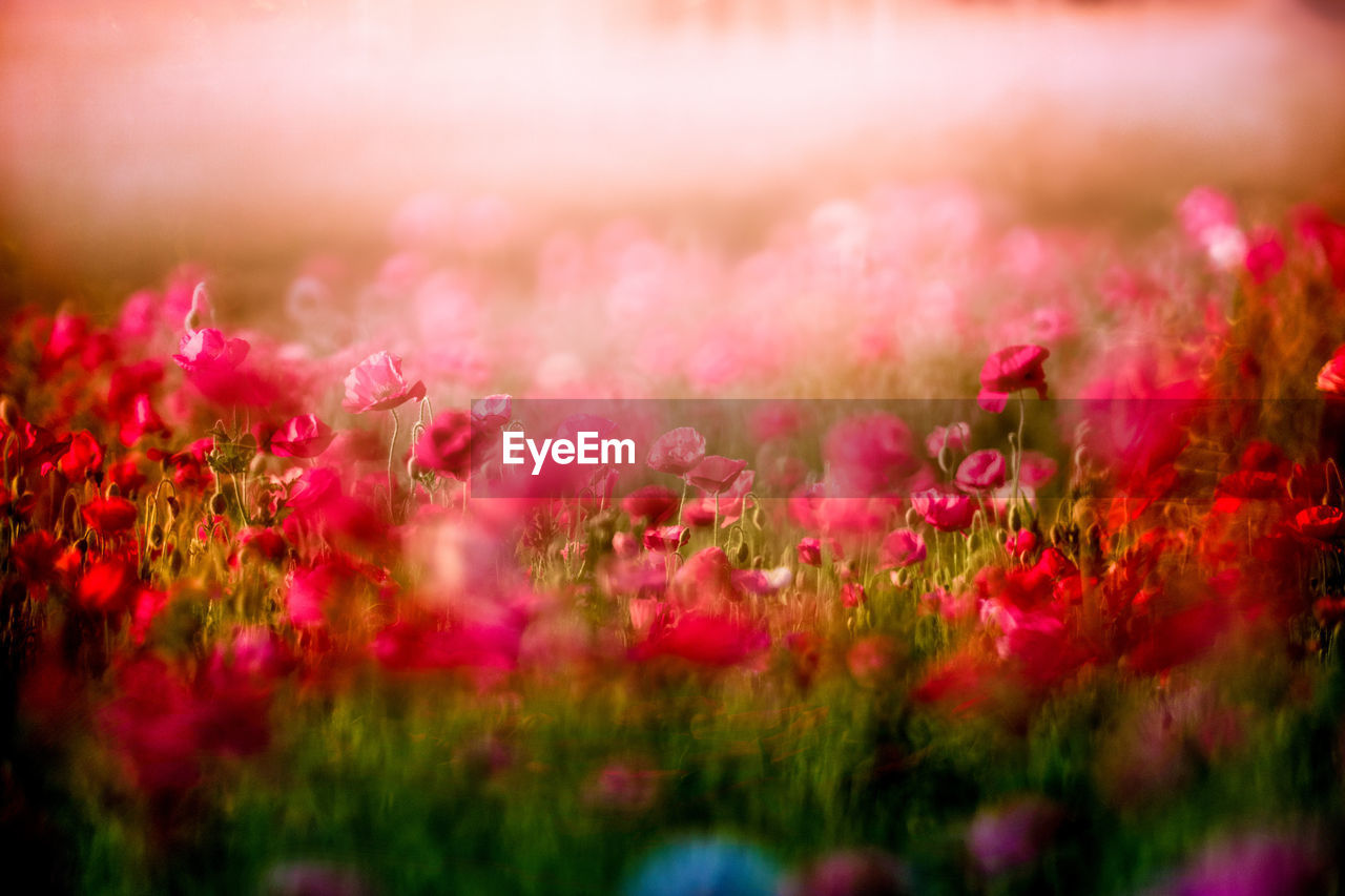 CLOSE-UP OF PINK FLOWERING PLANT IN FIELD