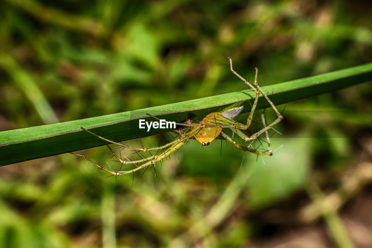 CLOSE-UP OF INSECT