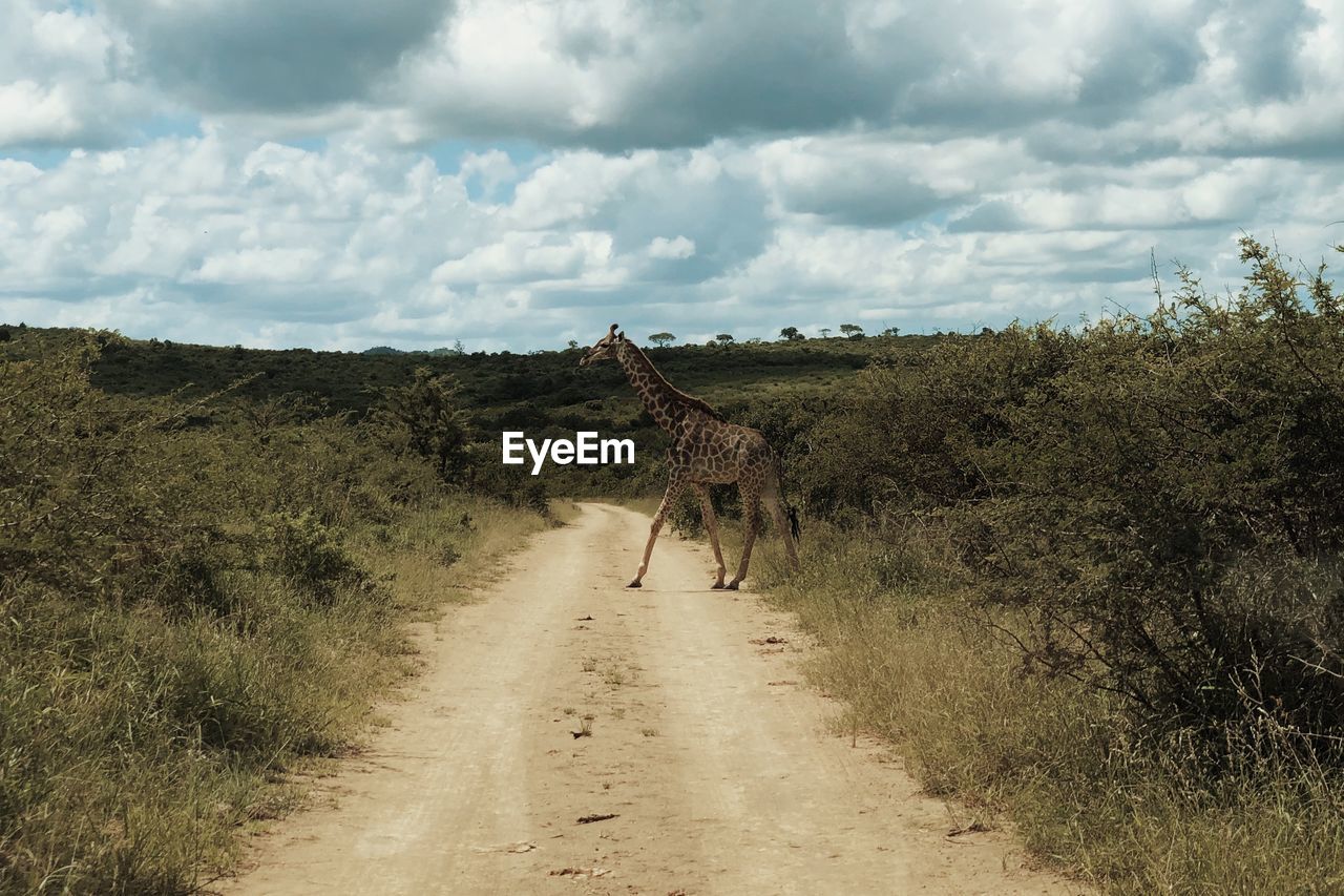 Rear view of man walking on road against sky