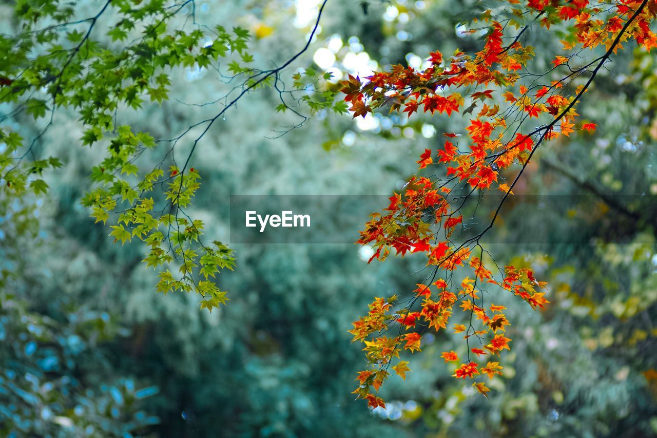 CLOSE-UP OF MAPLE LEAVES ON TREE