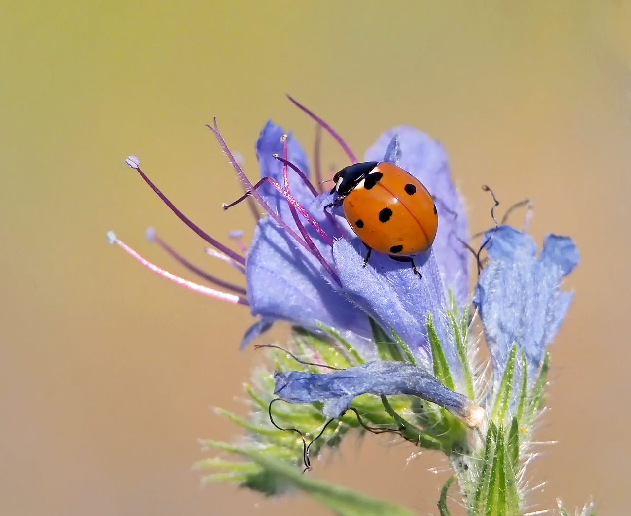 CLOSE-UP OF BUTTERFLY ON PURPLE FLOWER