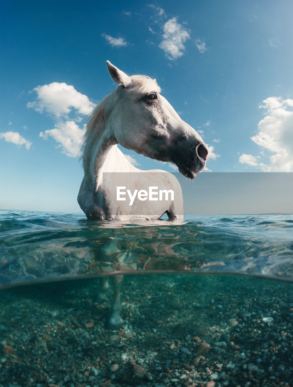 Happy horse in the water