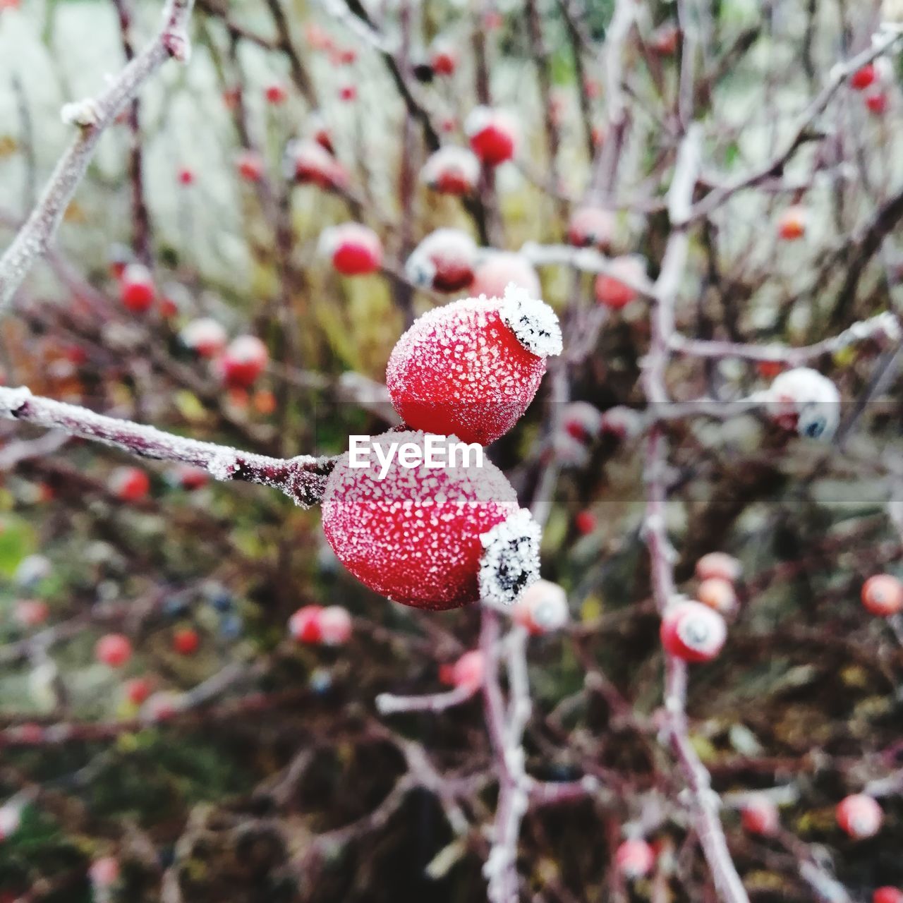 CLOSE-UP OF FROZEN FRUIT ON TREE
