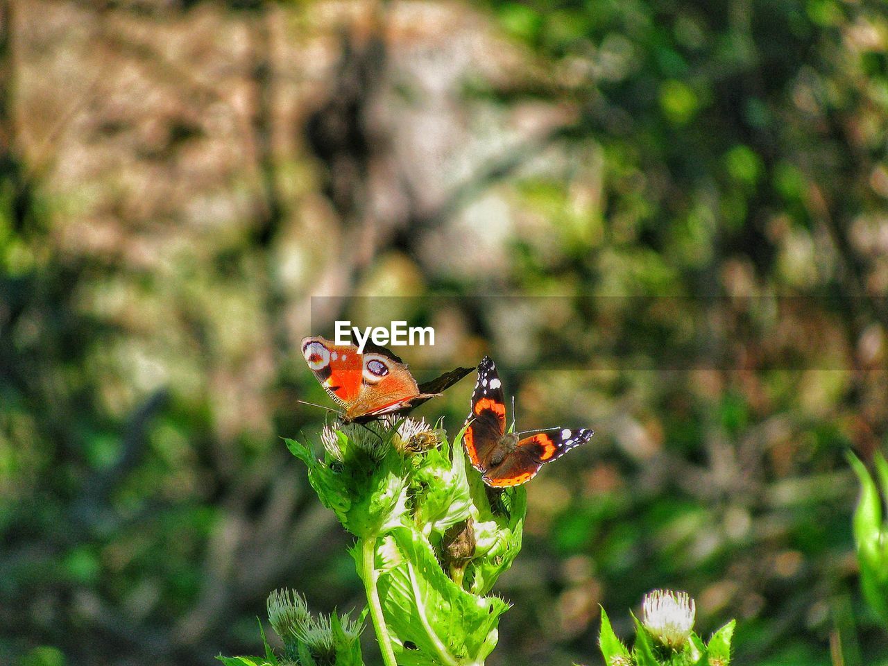 CLOSE-UP OF BUTTERFLY ON FLOWER