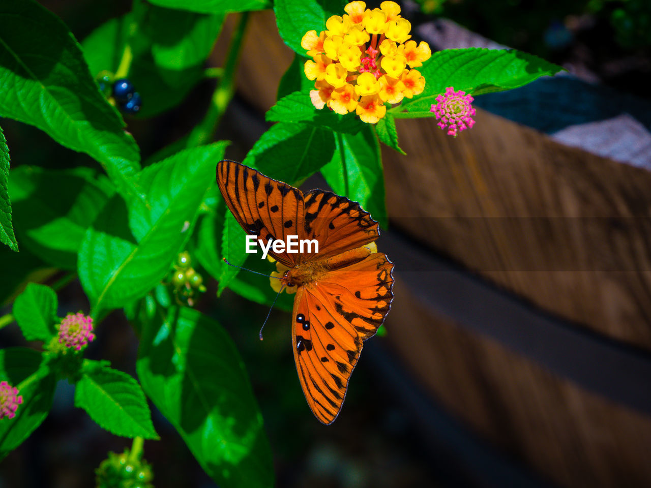 Orange butterfly on lantana camara at yard