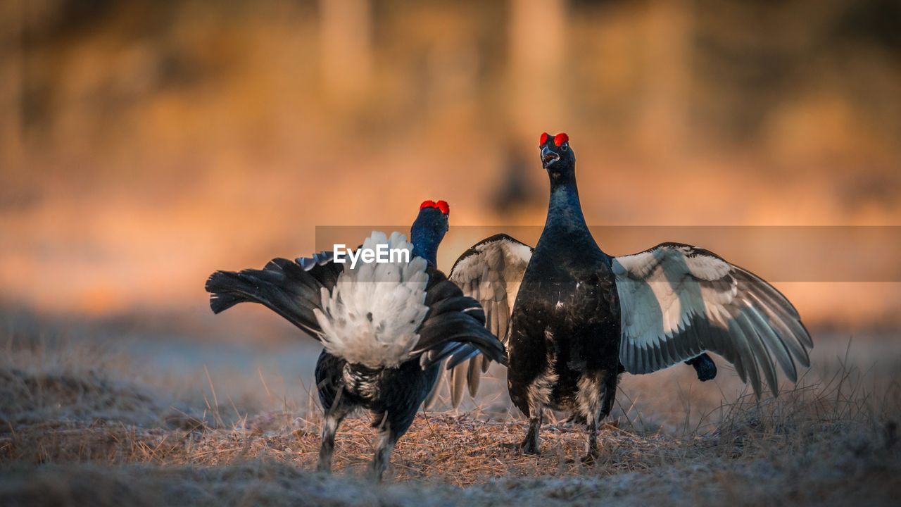 View of birds on field