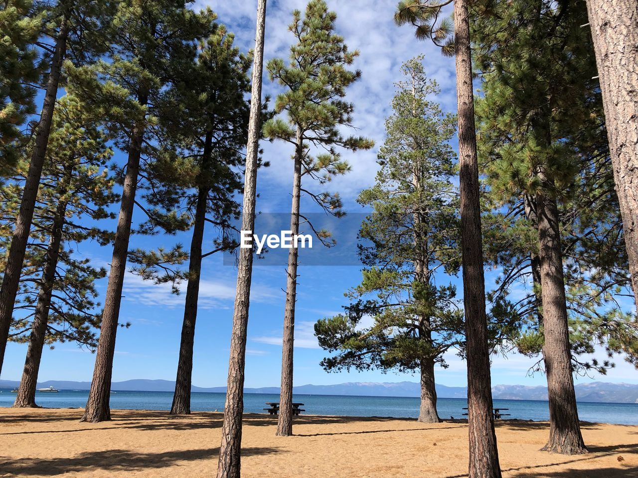 Beaches with trees 