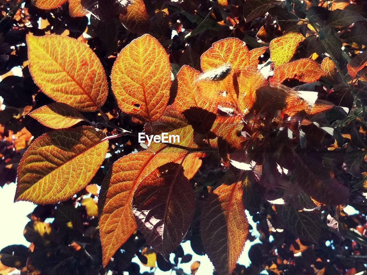 Close-up of maple leaves on tree during autumn