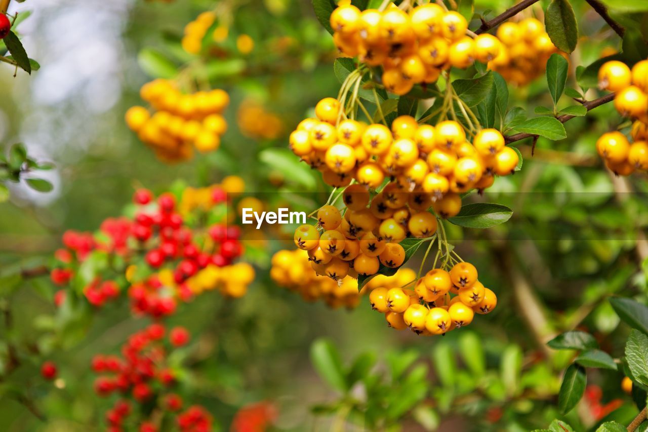 Yellow and red sea buckthorn