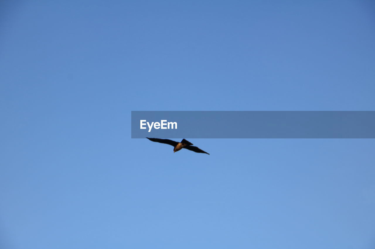 LOW ANGLE VIEW OF BIRD FLYING IN SKY