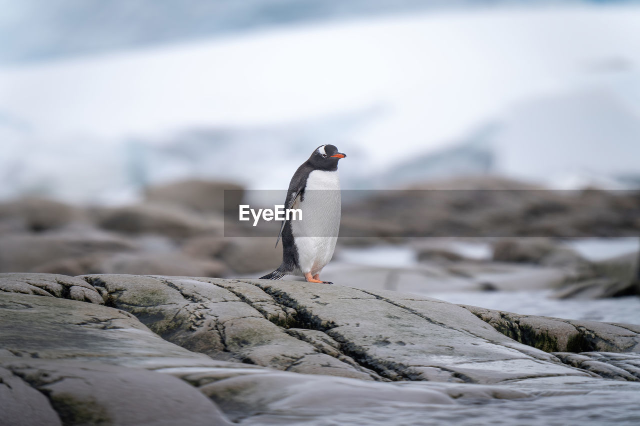 Gentoo penguin stands on rocks on coast