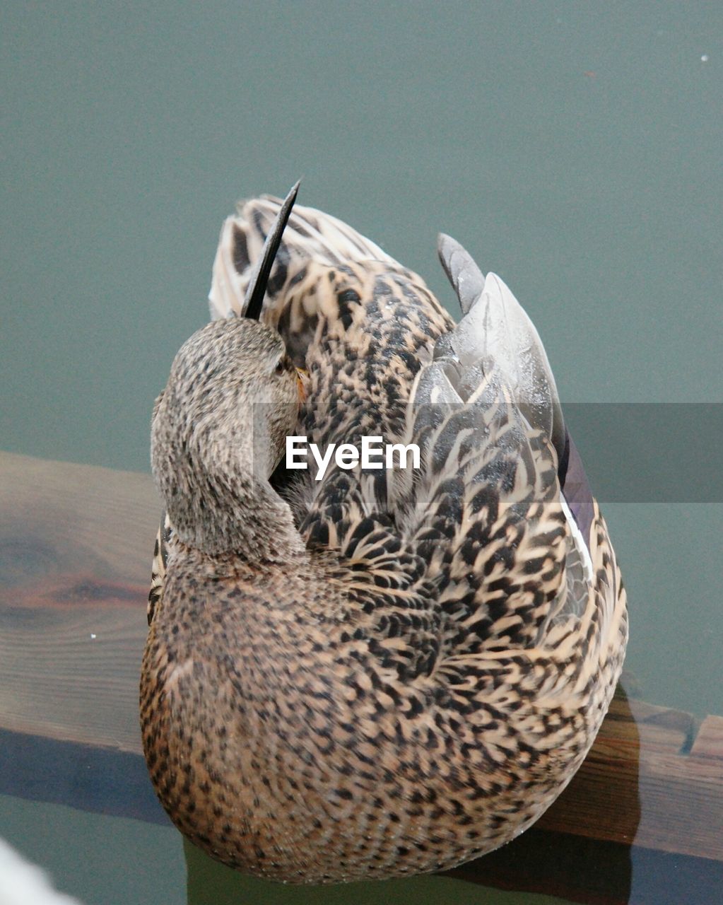 Close-up of mallard duck in pond