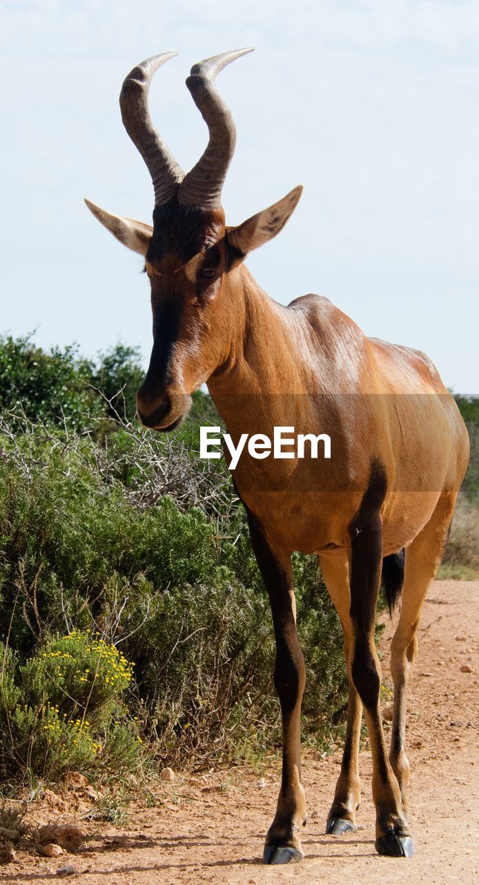 HORSE STANDING AGAINST TREE