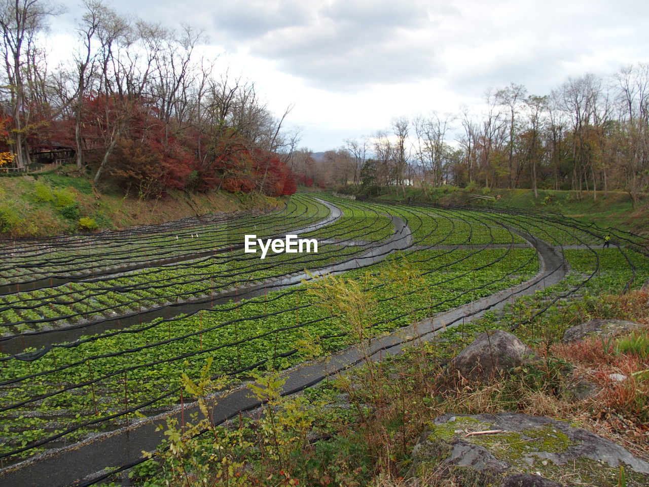 SCENIC VIEW OF AGRICULTURAL LANDSCAPE AGAINST SKY