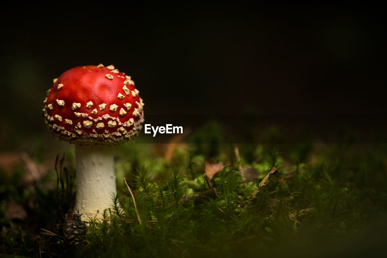 Close-up of mushroom on field at night