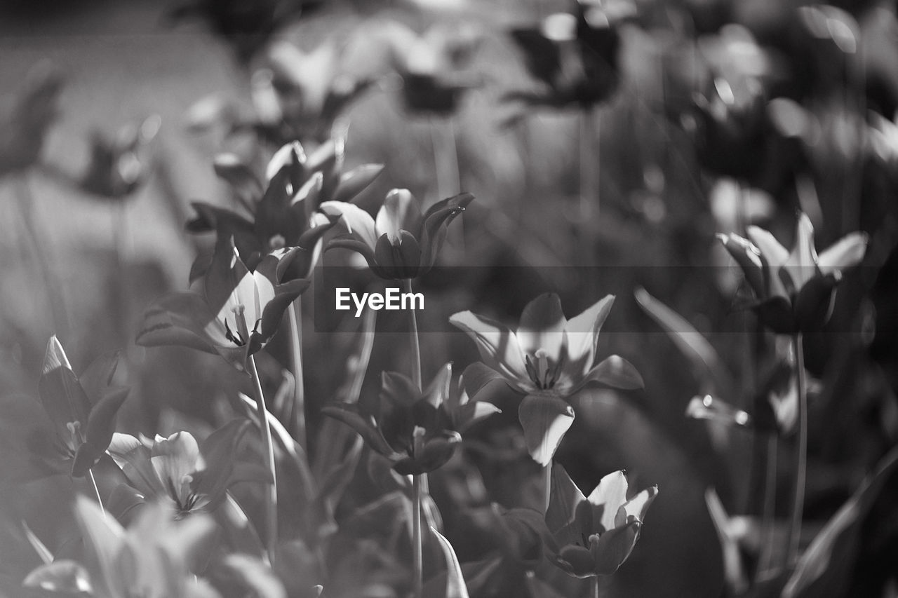 plant, black and white, flower, monochrome photography, growth, beauty in nature, flowering plant, monochrome, nature, freshness, close-up, no people, field, focus on foreground, plant part, leaf, fragility, black, petal, land, outdoors, grass, selective focus, day, sunlight, macro photography, flower head, environment