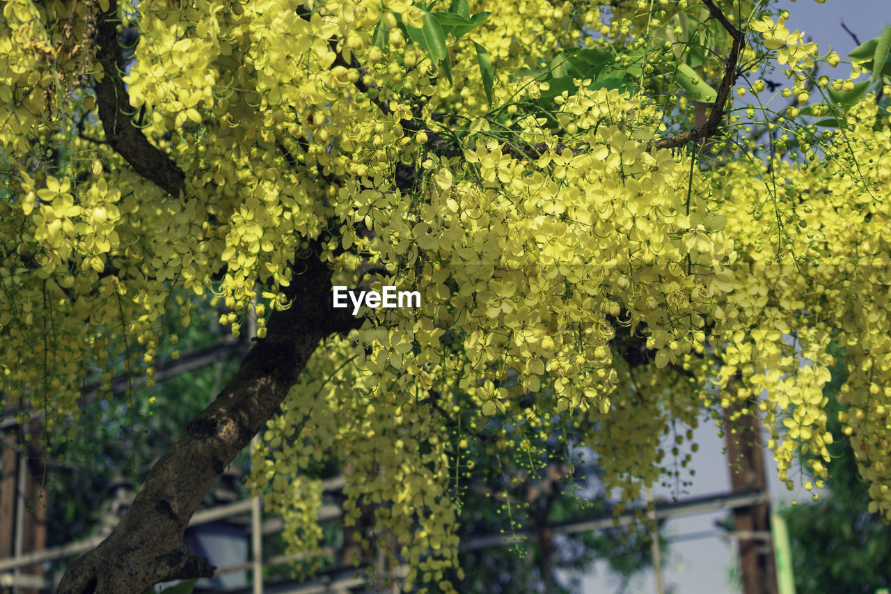 LOW ANGLE VIEW OF FLOWERING PLANTS ON TREE