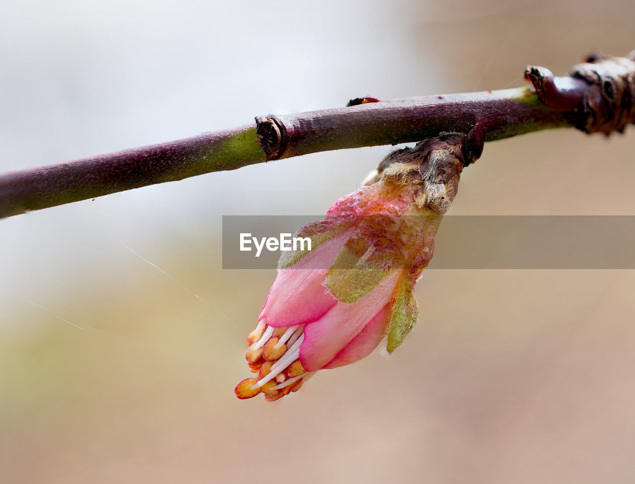 close-up, flower, branch, macro photography, leaf, bud, nature, focus on foreground, plant stem, no people, plant, twig, red, drop, water, outdoors, wet, pink, day, tree, fragility, beauty in nature, blossom, animal, freshness, green