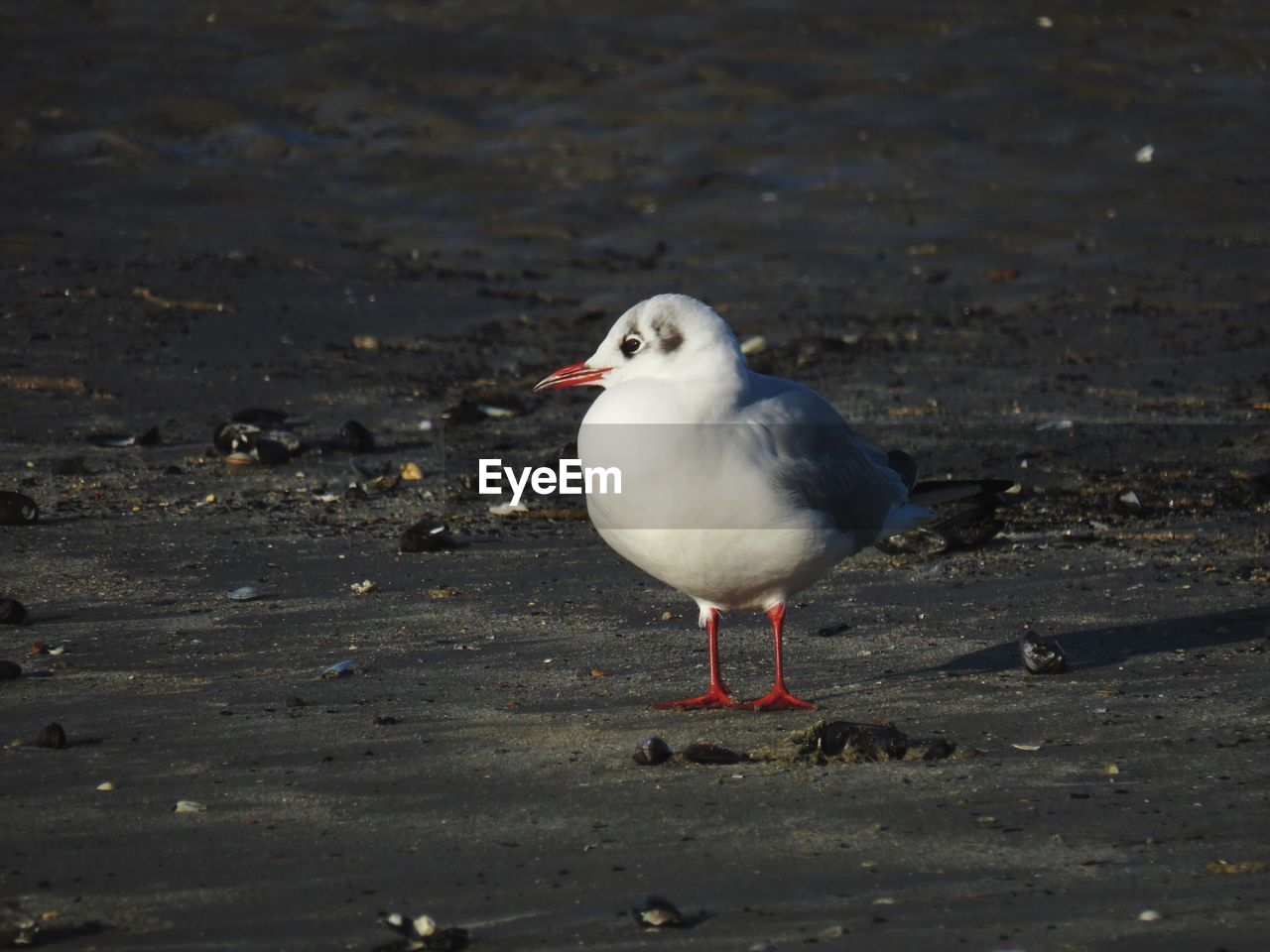 Close-up of seagull perching on land